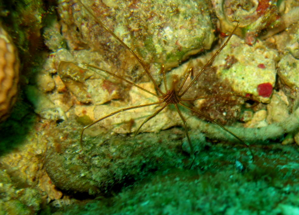 Arrow crab picture