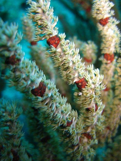 Coral closeup picture