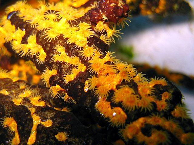 Coral polyps picture