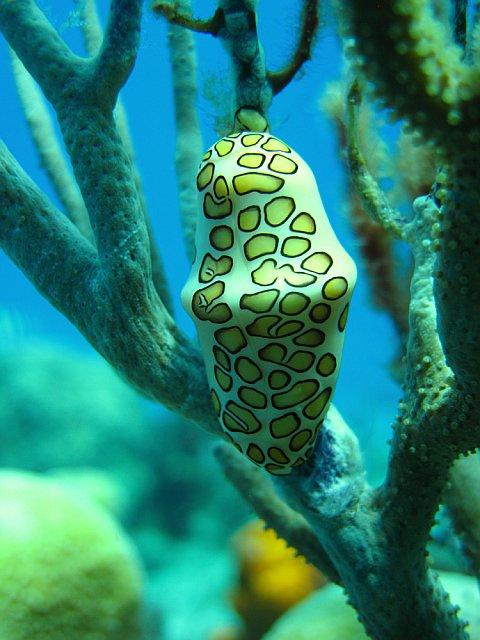 Flamingo tongue snail picture