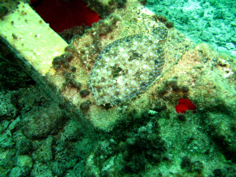 Peacock flounder picture