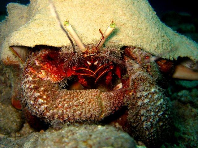 Hermit crab picture