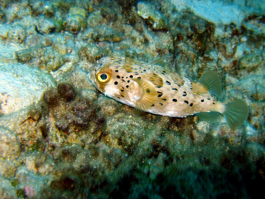 Puffer fish picture