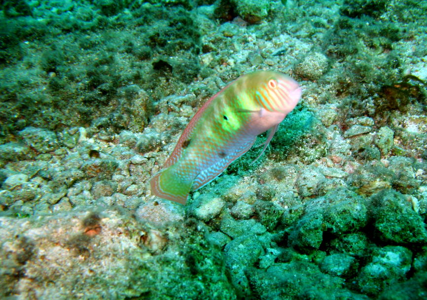 A rainbow coloured fish picture