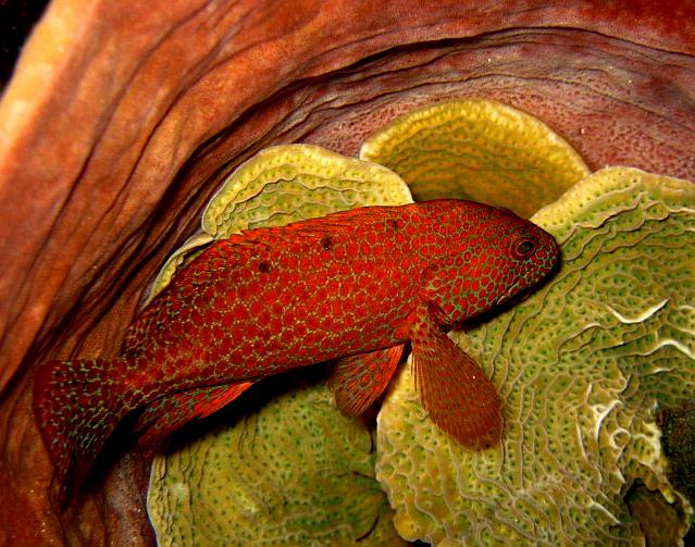 Rock hind fish in sponge picture