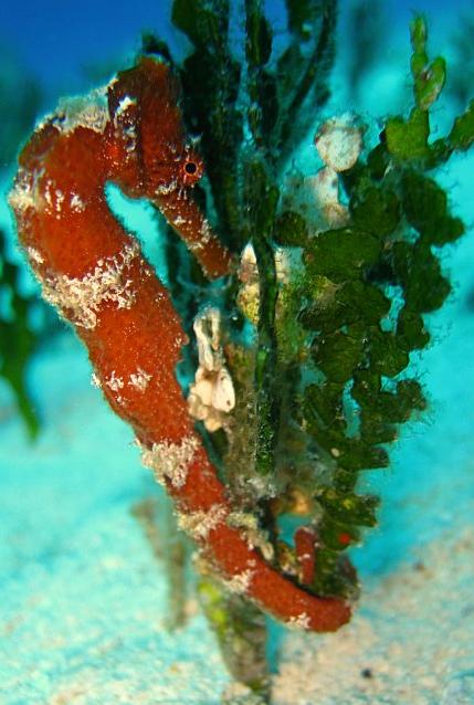 Seahorse picture