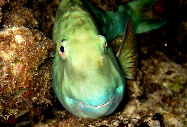 Sleeping parrotfish picture