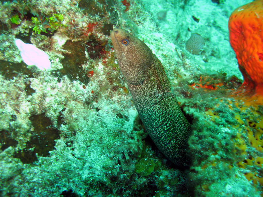 Spotted eel picture