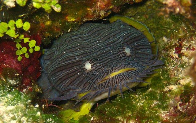 Toadfish picture