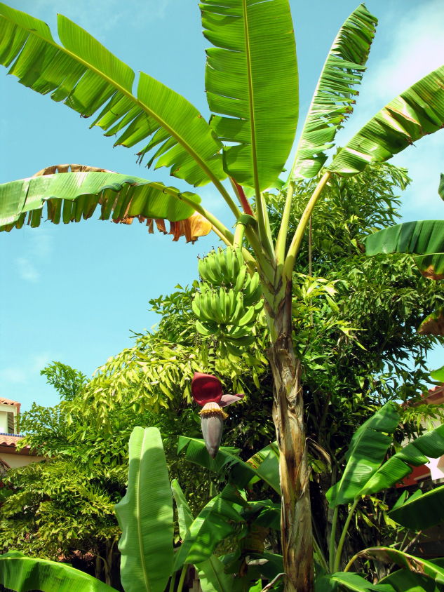 Banana tree 2