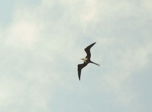 Frigate bird picture