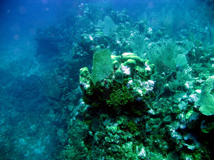 Coral picture