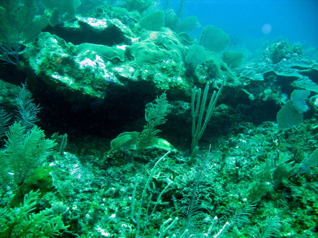 Coral head picture