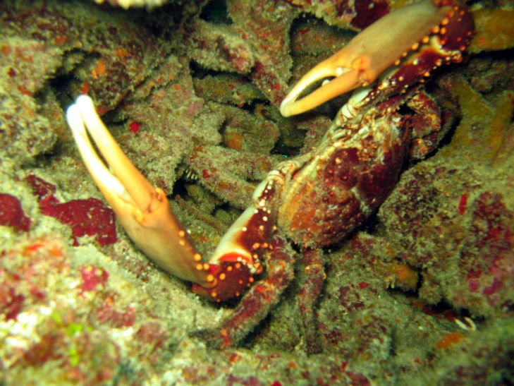 Crab 1 picture