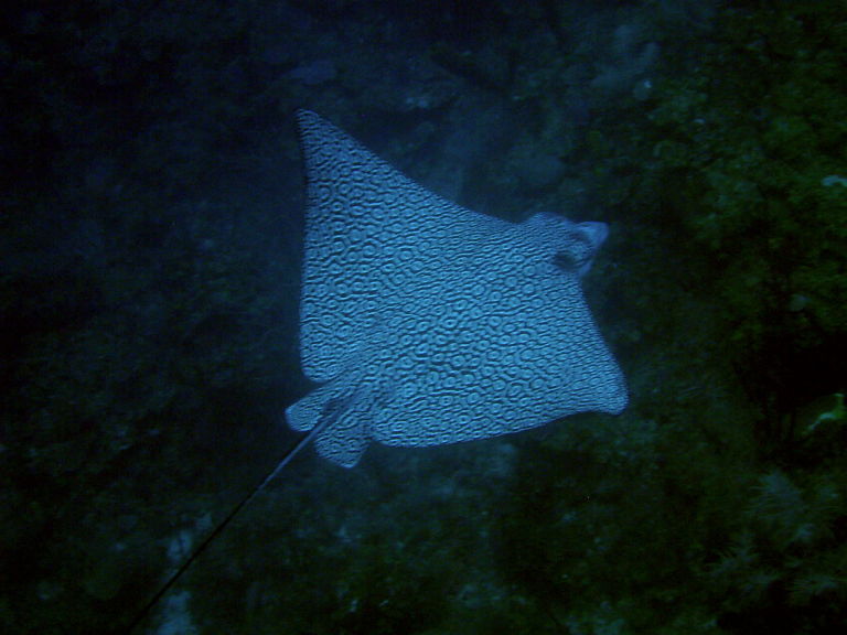 Eagle ray 1 picture