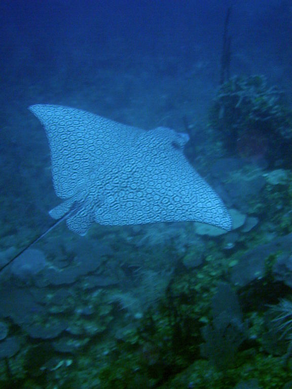 Eagle Ray 2 picture