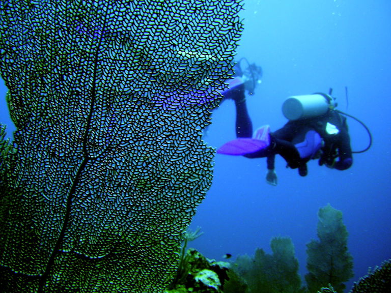 Fan coral and diver