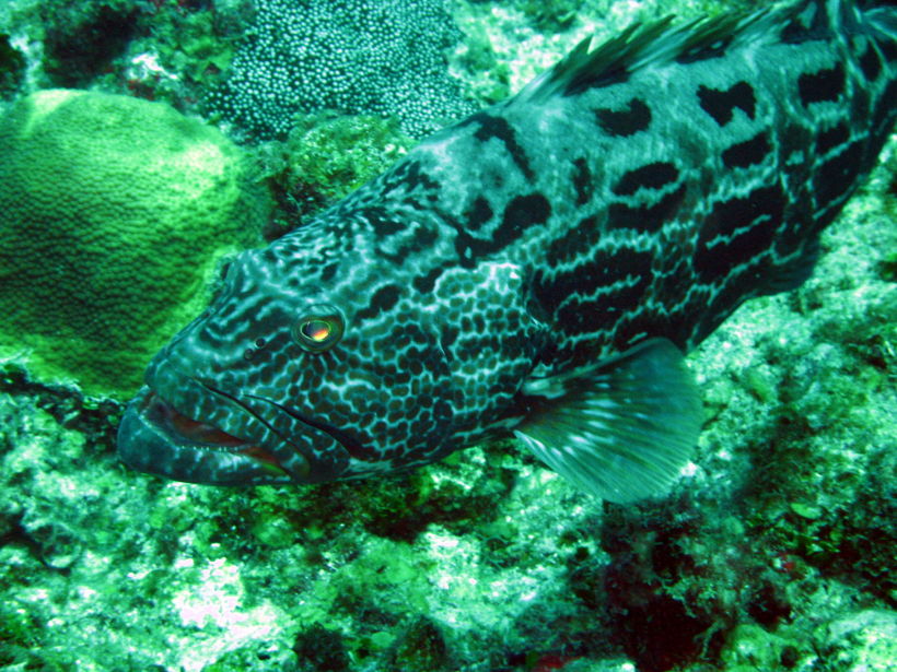 Grouper 1 picture