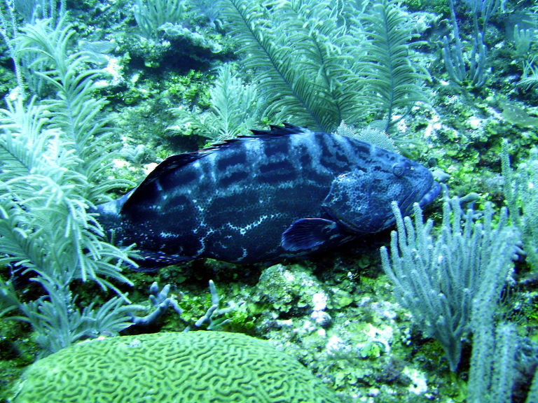 Grouper 2  picture