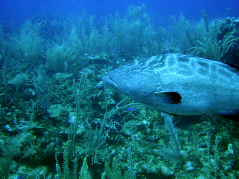 Grouper 3 picture