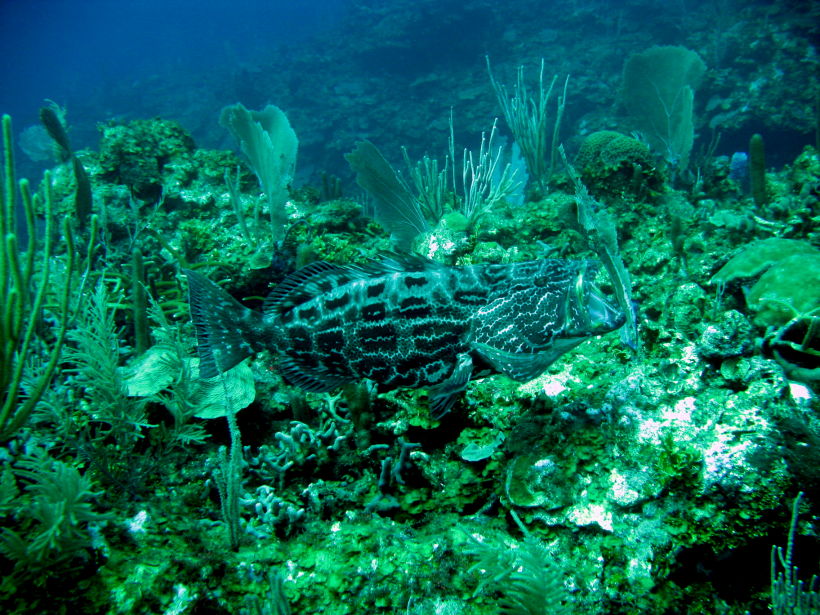 Grouper big 1 picture