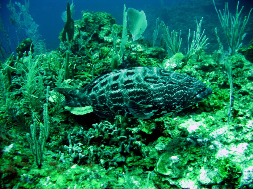 Grouper big 2  picture