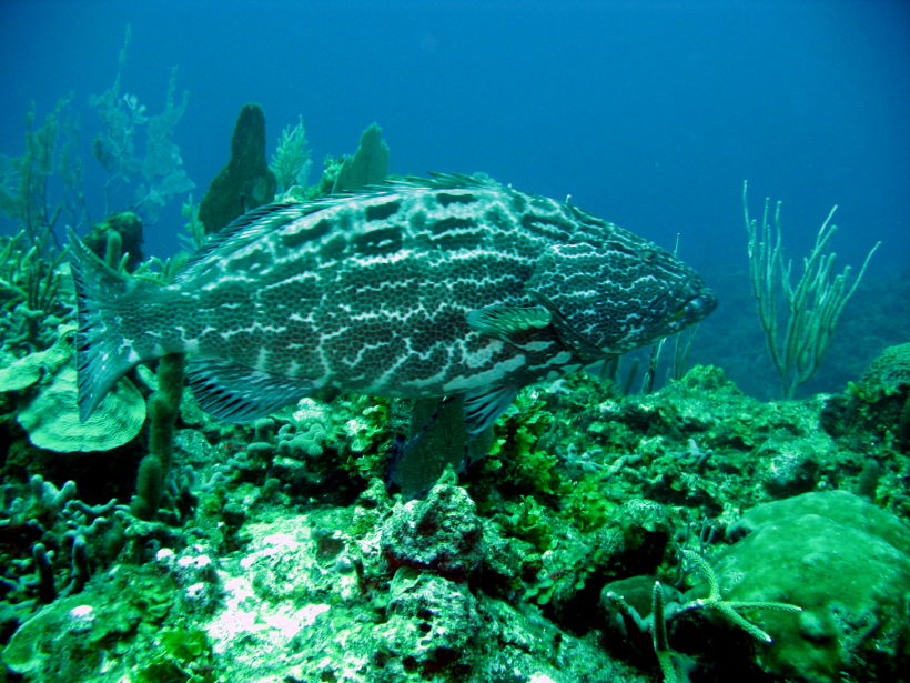 Grouper big 3 picture