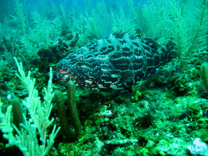 Grouper big 5 picture