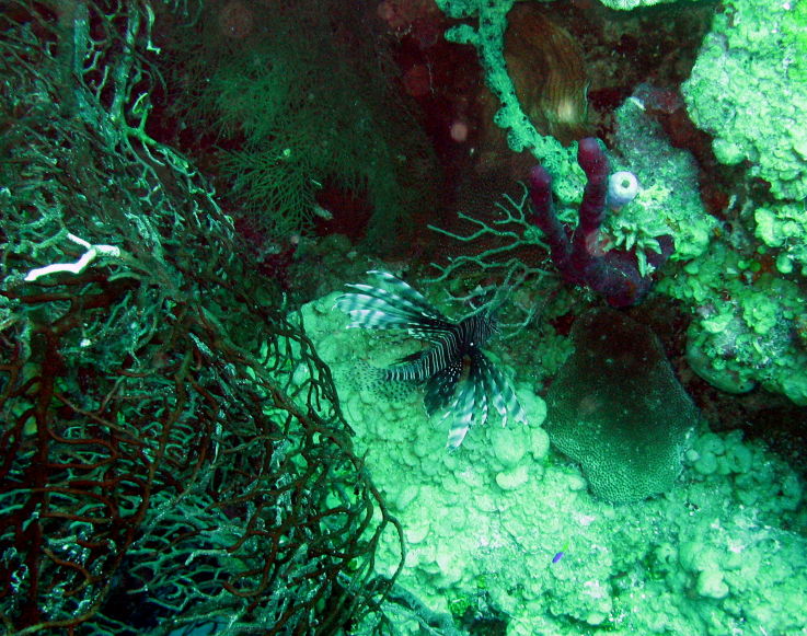 Lionfish 1