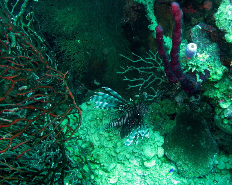 Lionfish 2