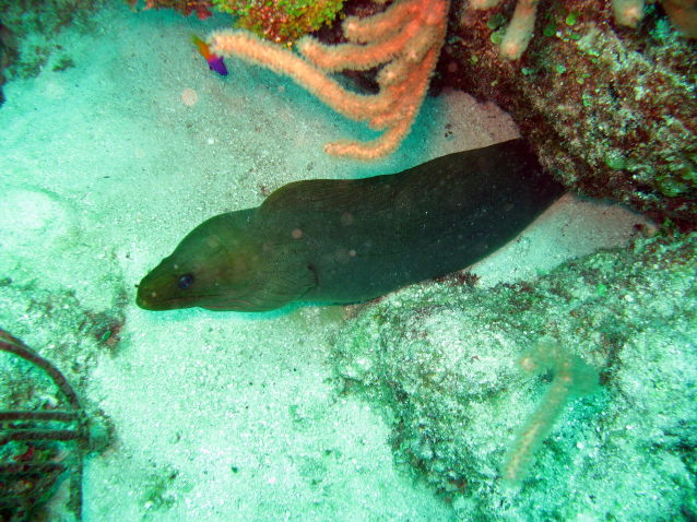 Moray