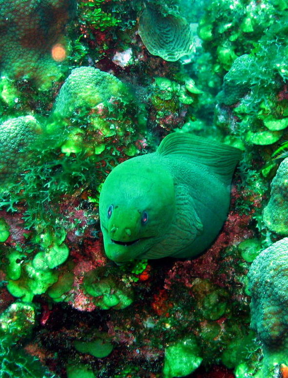 Moray 3