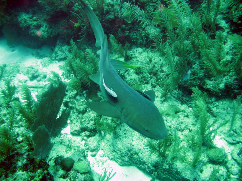 Nurse shark 1