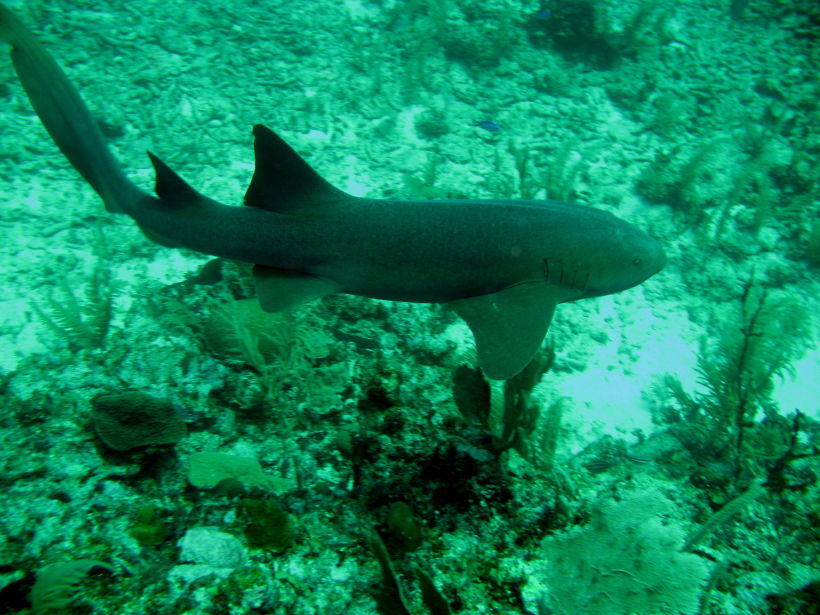 Nurse shark 2