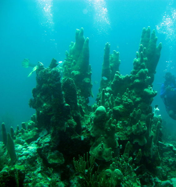 Pillar coral 1