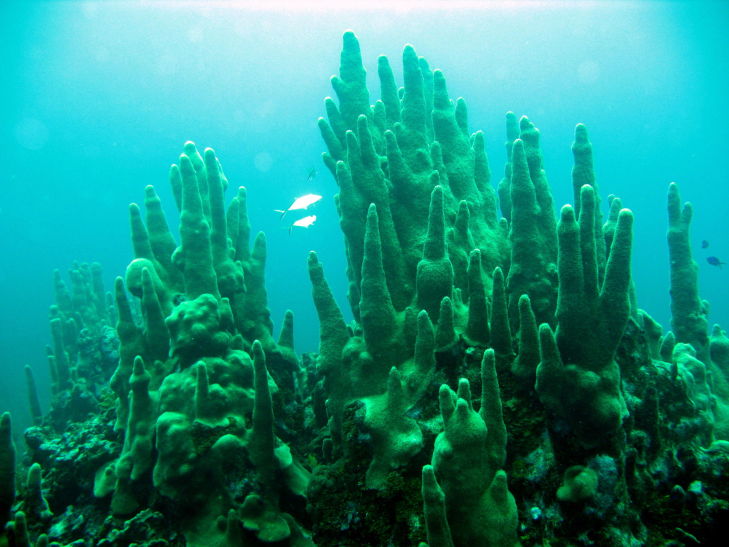 Pillar coral 4