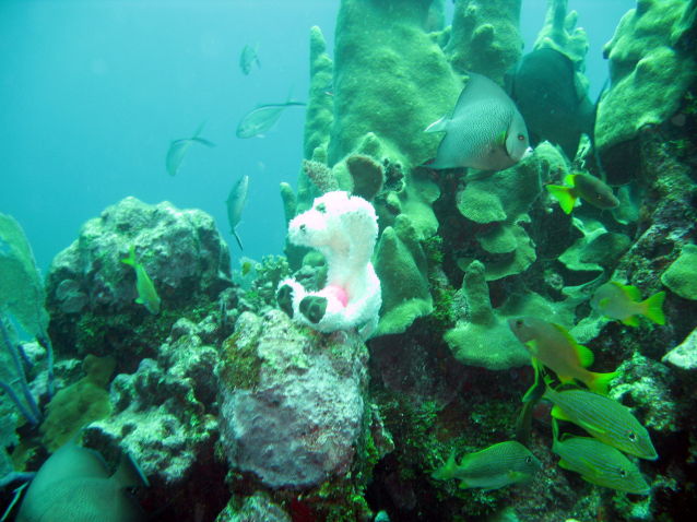 Puppy and pillar coral 1