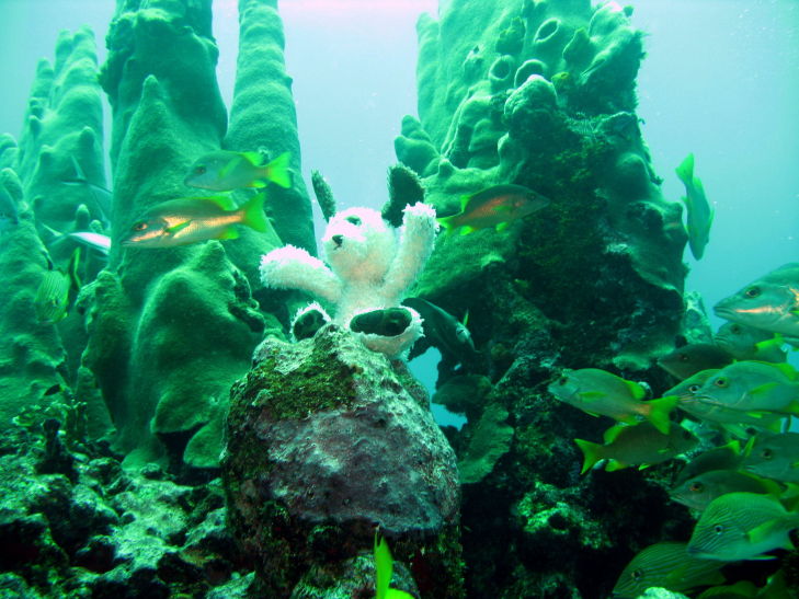 Puppy and pillar coral 2