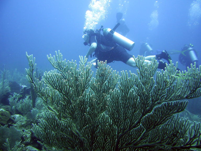 Soft coral and diver