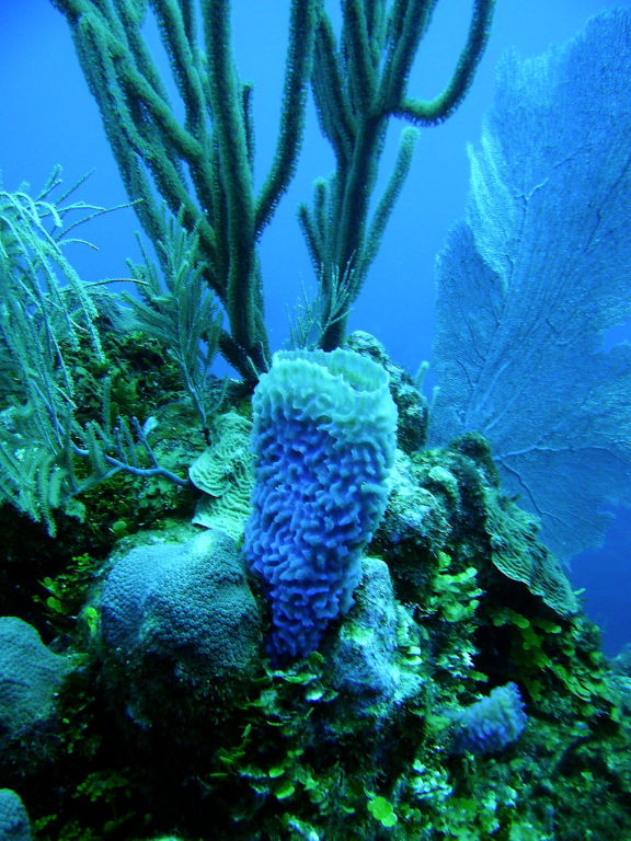 Sponge and coral