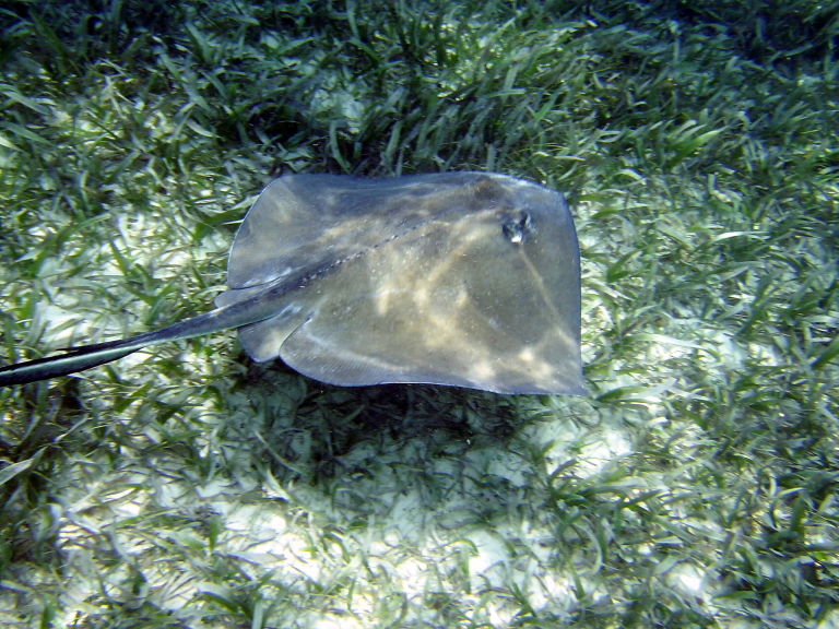 Stingray 1