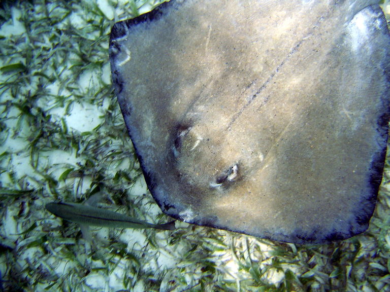 Stingray 5