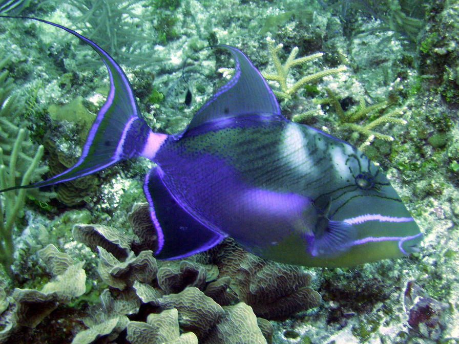 Triggerfish 1