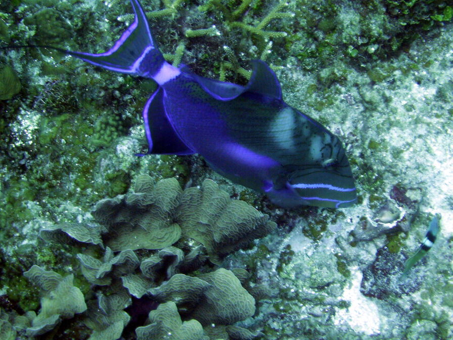 Triggerfish 2