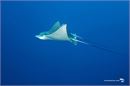 Spotted-eagleray