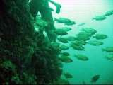 Brockville diving video image 1