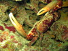 crab 1