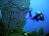 fan coral and diver