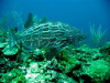 grouper big 3