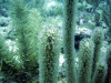 soft corals 1